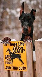 Click image for larger version. 

Name:	3d0ed35b2a70b77cc3b2deb3a9c336d9--funny-signs-dog-lovers.jpg 
Views:	67 
Size:	44.5 KB 
ID:	1018735