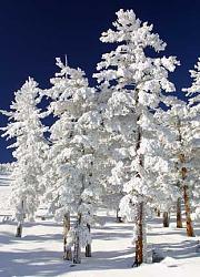 Click image for larger version. 

Name:	snow_clad_trees_thumb_197.jpg 
Views:	277 
Size:	28.0 KB 
ID:	149460
