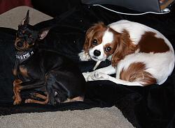 Click image for larger version. 

Name:	doggies_916.jpg 
Views:	227 
Size:	657.3 KB 
ID:	223830