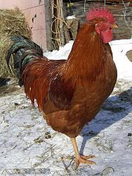 Click image for larger version. 

Name:	COCK!!.jpg 
Views:	2374 
Size:	70.3 KB 
ID:	477984