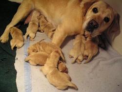 Click image for larger version. 

Name:	rileypups3dayss_127.jpg 
Views:	4684 
Size:	36.0 KB 
ID:	51411