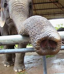 Click image for larger version. 

Name:	Asian_elephant_trunk.jpg 
Views:	13035 
Size:	501.0 KB 
ID:	531604