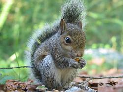 Click image for larger version. 

Name:	best-squirrel-ever.jpg 
Views:	465 
Size:	230.0 KB 
ID:	540738