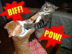 Click image for larger version. 

Name:	cats_fighting_1k02006_5.jpg 
Views:	112 
Size:	93.7 KB 
ID:	656075