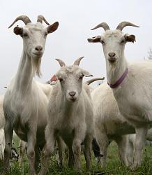 Click image for larger version. 

Name:	goats.jpg 
Views:	434 
Size:	65.0 KB 
ID:	782008