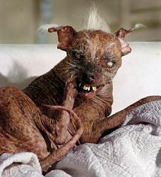 Click image for larger version. 

Name:	worlds_ugliest_dog_135.jpg 
Views:	6063 
Size:	29.5 KB 
ID:	82332