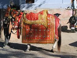 Click image for larger version. 

Name:	041205203908_indian_wedding_horse_151.jpg 
Views:	5114 
Size:	65.2 KB 
ID:	79126