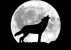 Click image for larger version. 

Name:	howling wolf.jpg 
Views:	7104 
Size:	130.7 KB 
ID:	591133