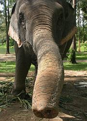 Click image for larger version. 

Name:	thai_elephant_trunk_150.jpg 
Views:	754 
Size:	55.2 KB 
ID:	40169