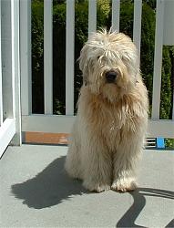 Click image for larger version. 

Name:	softcoatedwheatenterrierdscf0022_263.jpg 
Views:	336 
Size:	33.0 KB 
ID:	220519