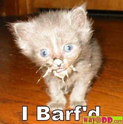 Click image for larger version. 

Name:	kitty barf.jpg 
Views:	494 
Size:	19.0 KB 
ID:	365568