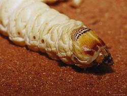 Click image for larger version. 

Name:	a-close-view-of-a-witchetty-grub-australian-aboriginal-food.jpg 
Views:	178 
Size:	35.5 KB 
ID:	389924