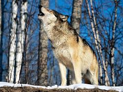 Click image for larger version. 

Name:	Morning-Howl-Howling-Wolf.jpg 
Views:	10223 
Size:	170.2 KB 
ID:	522447