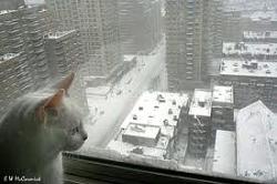 Click image for larger version. 

Name:	nySnow.jpg 
Views:	611 
Size:	7.9 KB 
ID:	362511