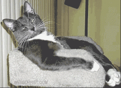 Click image for larger version. 

Name:	catflipbird4gt_454.gif 
Views:	231 
Size:	60.3 KB 
ID:	98399
