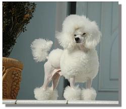 Click image for larger version. 

Name:	finigan_toy_poodle_209.jpeg 
Views:	945 
Size:	37.8 KB 
ID:	220493