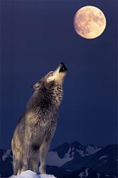 Click image for larger version. 

Name:	gray-wolf-howling.jpg 
Views:	1097 
Size:	20.8 KB 
ID:	528996