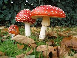 Click image for larger version. 

Name:	magic-mushrooms.jpg 
Views:	674 
Size:	38.6 KB 
ID:	590606