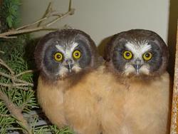 Click image for larger version. 

Name:	owls.jpg 
Views:	531 
Size:	28.7 KB 
ID:	361220