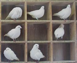 Click image for larger version. 

Name:	pigeons_in_holes_201.jpg 
Views:	282 
Size:	35.3 KB 
ID:	247156