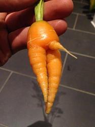 Click image for larger version. 

Name:	carrot-weird-shaped-food.jpg 
Views:	21 
Size:	28.8 KB 
ID:	991314