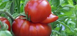 Click image for larger version. 

Name:	funny-shaped-vegetables-fruits-4-520x245.jpg 
Views:	22 
Size:	36.0 KB 
ID:	991316