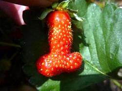 Click image for larger version. 

Name:	Strawberry penis 1200.jpg 
Views:	24 
Size:	29.9 KB 
ID:	991317