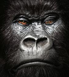 Click image for larger version. 

Name:	gorilla.jpg 
Views:	98 
Size:	26.3 KB 
ID:	354183