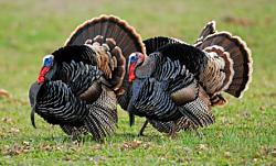 Click image for larger version. 

Name:	turkeys.jpg 
Views:	165 
Size:	51.9 KB 
ID:	633153