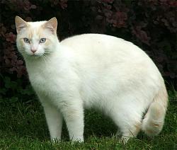 Click image for larger version. 

Name:	cat_beautiful_white_919.jpg 
Views:	1812 
Size:	43.0 KB 
ID:	263863