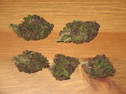 Click image for larger version. 

Name:	purps.jpg 
Views:	645 
Size:	164.8 KB 
ID:	727290
