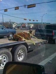 Click image for larger version. 

Name:	cow on trailer.jpg 
Views:	135 
Size:	65.4 KB 
ID:	994764