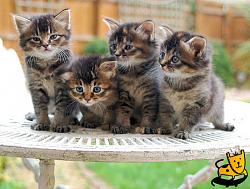Click image for larger version. 

Name:	kittens.jpg 
Views:	618 
Size:	59.0 KB 
ID:	425320