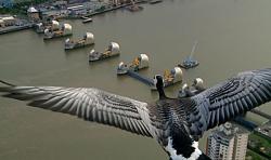 Click image for larger version. 

Name:	birds 4f0e67a5ee1c9_geese.jpg 
Views:	1109 
Size:	44.3 KB 
ID:	635638