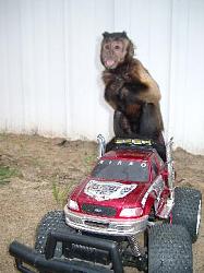 Click image for larger version. 

Name:	chimp_on_car_271x362_192.jpg 
Views:	475 
Size:	19.9 KB 
ID:	55195