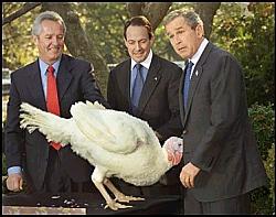 Click image for larger version. 

Name:	bushturkey_188.jpg 
Views:	985 
Size:	27.9 KB 
ID:	34443