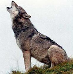 Click image for larger version. 

Name:	wolf_howl.jpg 
Views:	487 
Size:	13.1 KB 
ID:	654028