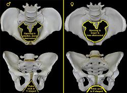 Click image for larger version. 

Name:	male-versus-female-pelvis.jpg 
Views:	41 
Size:	70.7 KB 
ID:	998895