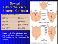 Click image for larger version. 

Name:	intersex-people-13-728.jpg 
Views:	89 
Size:	146.8 KB 
ID:	1068755