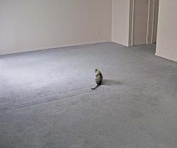 Click image for larger version. 

Name:	empty_room_and_a_cat_133.jpg 
Views:	9172 
Size:	37.1 KB 
ID:	97671