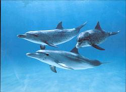 Click image for larger version. 

Name:	3dolphins.jpg 
Views:	1816 
Size:	98.4 KB 
ID:	440888