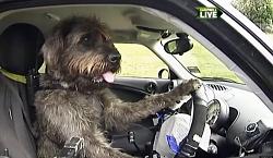 Click image for larger version. 

Name:	dogs DRIVING-CARS-facebook.jpg 
Views:	2148 
Size:	91.0 KB 
ID:	648002