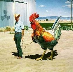 Click image for larger version. 

Name:	Man and a big cock.jpg 
Views:	1675 
Size:	36.6 KB 
ID:	405592