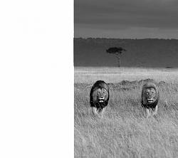 Click image for larger version. 

Name:	lions.jpg 
Views:	956 
Size:	74.0 KB 
ID:	736995