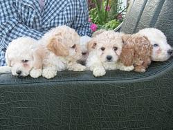 Click image for larger version. 

Name:	bichon-toy-poodle_4485206.jpg 
Views:	149 
Size:	254.2 KB 
ID:	354150