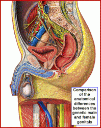 Click image for larger version. 

Name:	male_female_anatomy_anim_405.gif 
Views:	1168 
Size:	165.5 KB 
ID:	171670