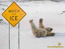 Click image for larger version. 

Name:	funny-polar-bear-pic-img121.jpg 
Views:	174 
Size:	43.3 KB 
ID:	375268