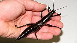 Click image for larger version. 

Name:	stick-insect-5.jpg 
Views:	44 
Size:	32.3 KB 
ID:	1082831