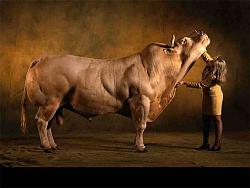 Click image for larger version. 

Name:	supercow01.jpg 
Views:	394 
Size:	34.1 KB 
ID:	322274