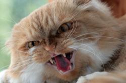 Click image for larger version. 

Name:	87015-cats-angry-cat.jpg 
Views:	402 
Size:	26.0 KB 
ID:	545664